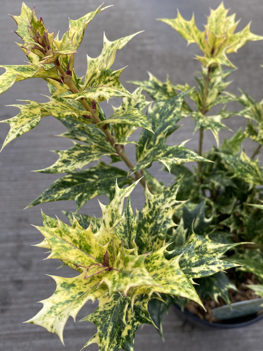 Osmanthus 'Goshiki' (Variegated Holly)